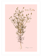 Kum Bitkisi - Art Print
